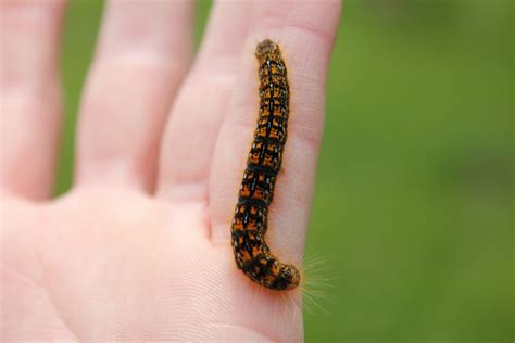 7 Ways to Help Your Kids Overcome Their Fear of Insects - Get the Kids Outside