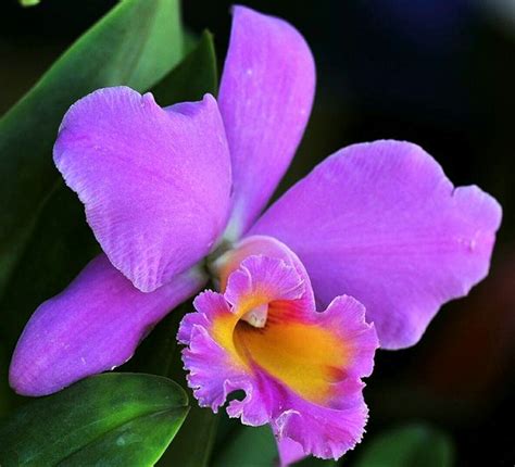 a purple flower with yellow stamen and green leaves in the foreground, on a dark background