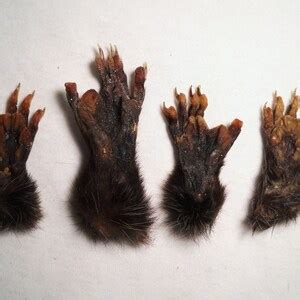 Real Possum Foot Paw Taxidermy Feet Small Bones, Claws, and Skin - Etsy