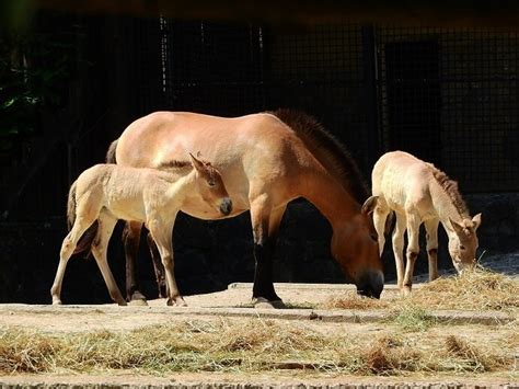 30 Facts About The Mongolian Horse (a.k.a Przewalski's Horse or Takhi)