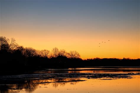 Silhouette of Trees During Sunrise · Free Stock Photo