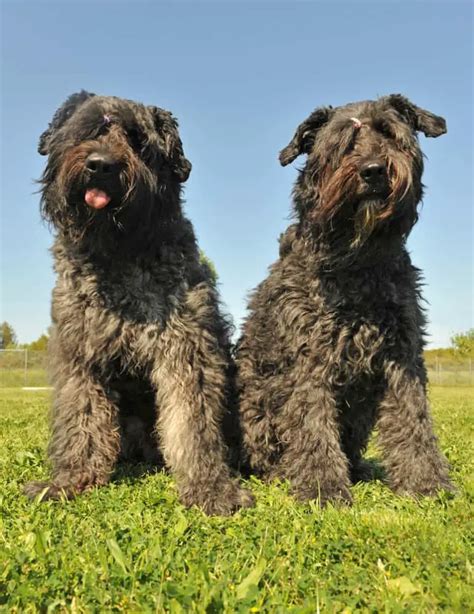 Complete Guide To The Bouvier des Flandres - Dog Breeds Central