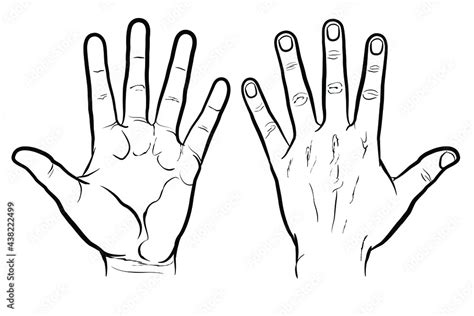 Front and back of hand, outline version. Flat vector drawing isolated on white background, EPS 8 ...