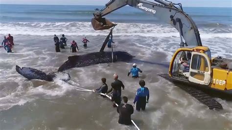 A 10-meter-long humpback whale stranded on the beach. Over 30 people ...