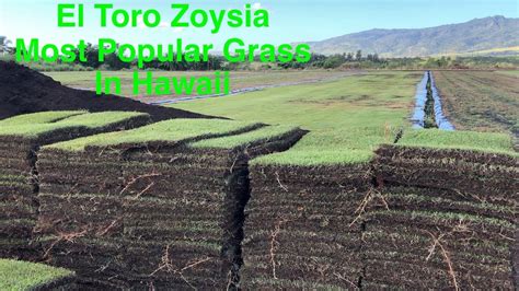 El Toro Zoysia- Hawaii's Most Popular Grass - YouTube