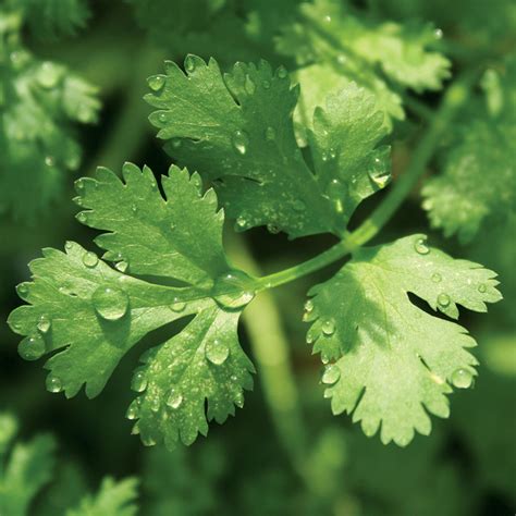 Cilantro Pesto - Canada's Local Gardener magazine