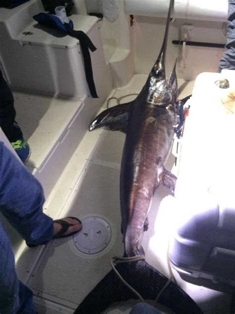 Best Season for Swordfishing in the Gulf of Mexico? | 360 Tuna Fishers ...