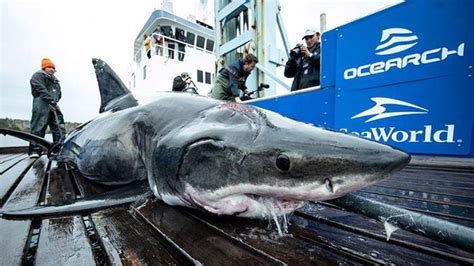 Organization tracking growing number of sharks off Outer Banks – WSOC TV