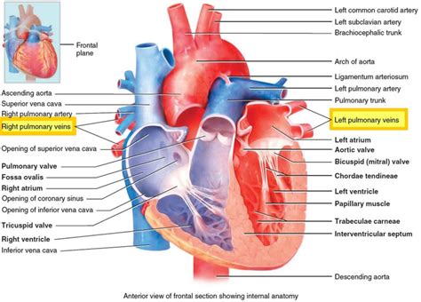 Pulmonary vein anatomy, function, location, ablation, stenosis & thrombosis