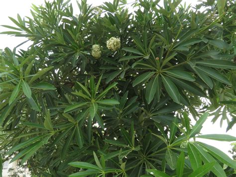 File:Alstonia scholaris - leaves 02.JPG