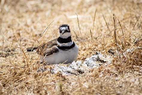 Nesting Killdeer – renae.org