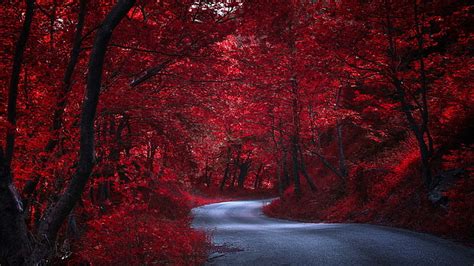 HD wallpaper: red forest, autumn, nature, road, tree, leaves, woody plant | Wallpaper Flare