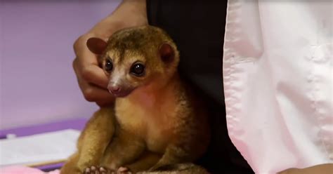 Adorable Kinkajou Goes To See Doctor Ross To Prevent The Terrible Twos ...