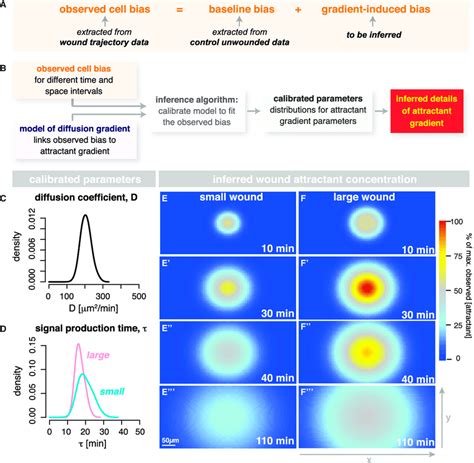 Quantification of the Wound-Induced Chemoattractant Gradient | Download ...