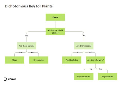 Dichotomous Key Template Free - Nisma.Info