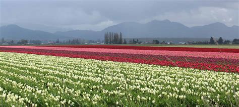 Events – Skagit County Master Gardener Foundation