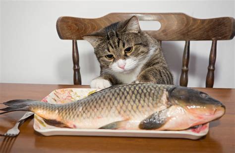 Should Cats Eat Fish? | Two Crazy Cat Ladies | Crazy cats, Cat work, Funny cats