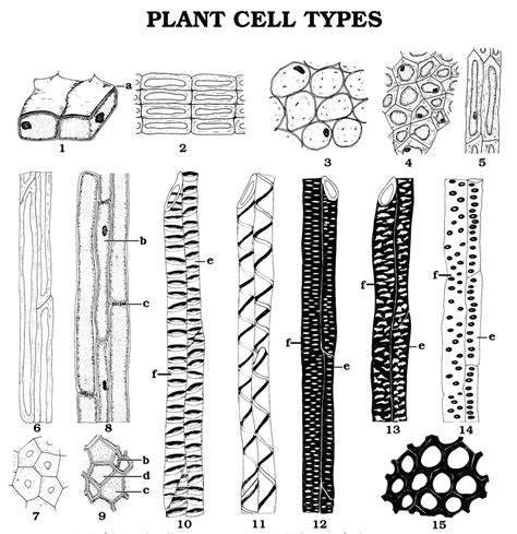 Plant Cell Types 1-9 Diagram | Quizlet