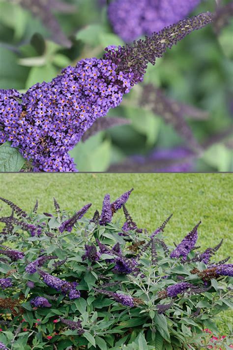 Buy Pugster Blue Dwarf Butterfly Bush | Wilson Bros Gardens