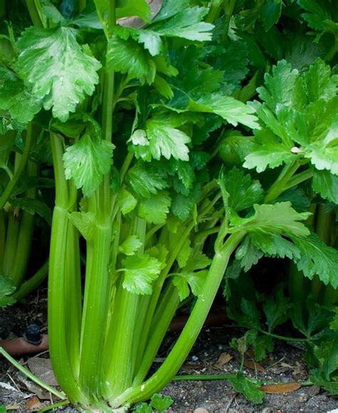 Celery Vegetable In Telugu - Celera Anda