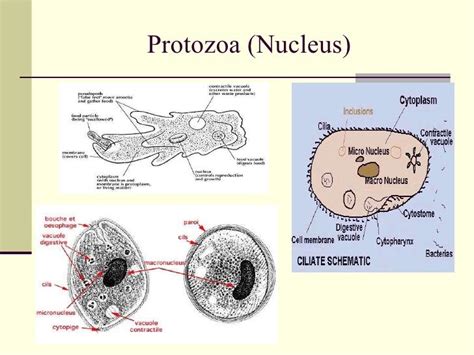 Anatomy Of Protozoan Cell