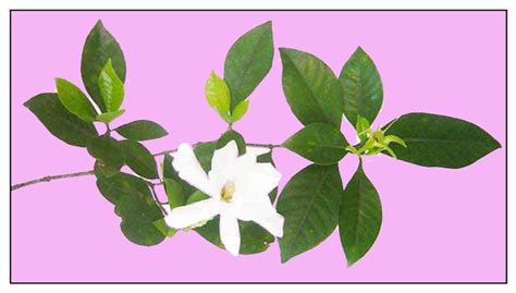 Rosal / Gardenia jasminoides / GARDENIA: Philippine Medicinal Herbs / Philippine Alternative ...