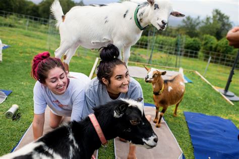 Maui Goat Yoga - $46 Per Person - Waikiki Adventures