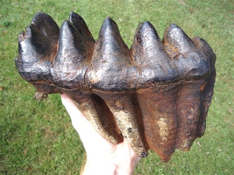 World Record Sized Six Hump Mastodon Tooth | Fossils | MUSEUM | Prehistoric Florida