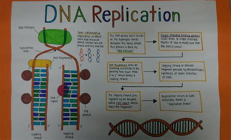 Dna Concept Map Vocabulary Activity On The Blueprint Of Life - United ...