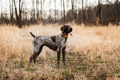 German Shorthaired Pointer Hunting