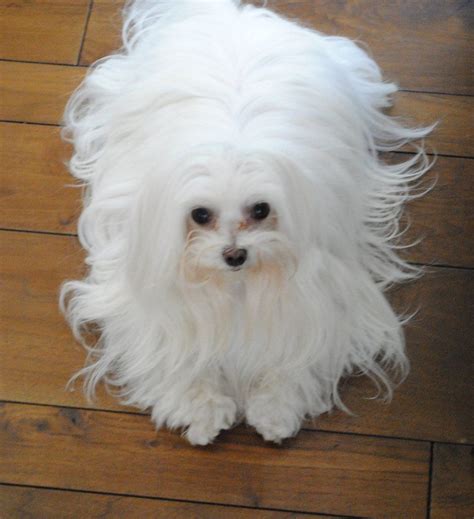 Maltese with long hai #maltese with long hair #HypoallergenicDog | Maltese dogs, Maltese puppy ...