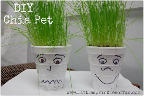 Little Sprinkles of Fun | Educational crafts, Chia pet, Fun activities for kids