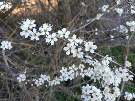 Blackthorn and Hawthorn – identification, folklore and healing energies ...