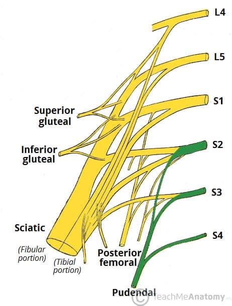 The Sacral Plexus - Spinal Nerves - Branches - TeachMeAnatomy