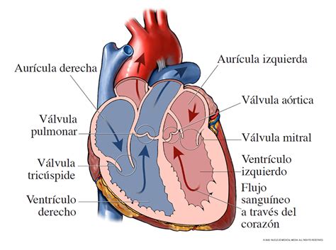 Cómo funciona el corazón | NHLBI, NIH