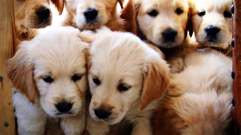 🔥 [90+] Free Golden Retriever Puppy Wallpapers | WallpaperSafari