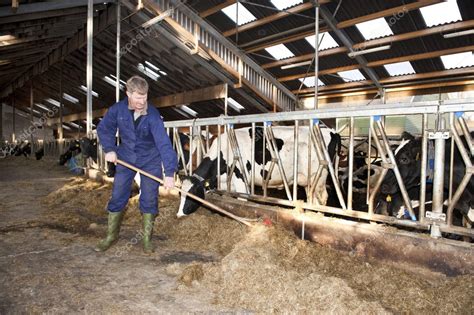 Stable cleaning — Stock Photo © Corepics #11892042