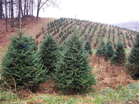 If you’ve always wanted to become a Christmas tree farmer, your farm ...