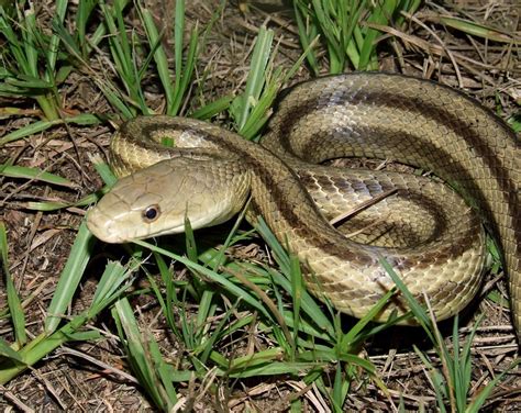 Eastern Rat Snake | Florida Backyard Snakes