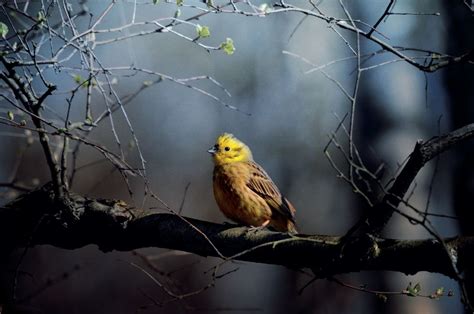 Let technology help you to identify birds by song.