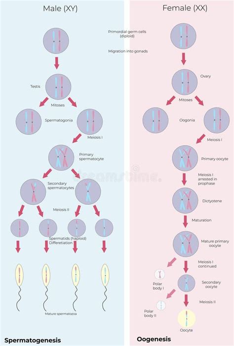 Spermatogenesis And Oogenesis Animation