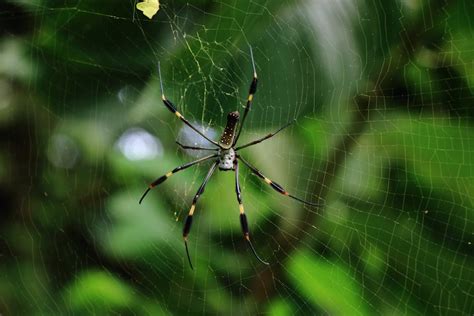 Macro Photography of Brown Spider on Web · Free Stock Photo