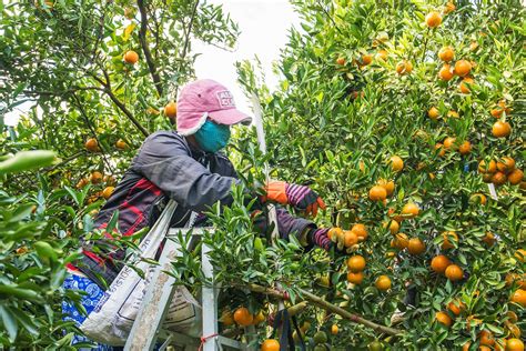 A worker picking oranges - Verité