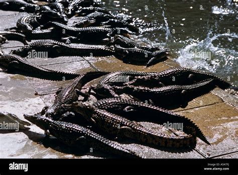 Young crocodiles at farm, Malawi, Africa Stock Photo - Alamy