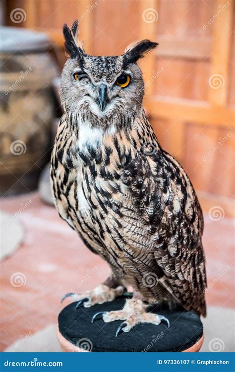 Owl, night bird stock image. Image of plant, wildlife - 97336107