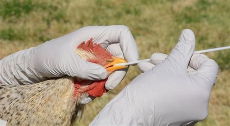 Low risk of human infection related to avian flu outbreak in South ...