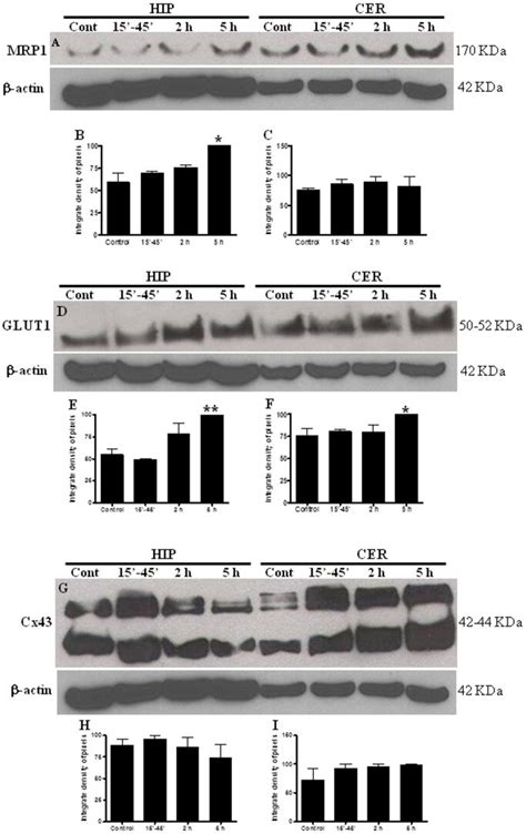 The time course of PNV treatment (15–45′, 2 and 5 h) was compared with... | Download Scientific ...