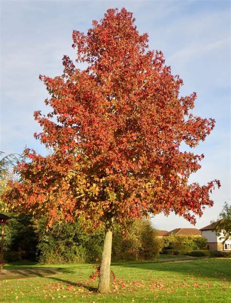 Sweet Gum - Tree Guide UK - Sweet Gum tree identification