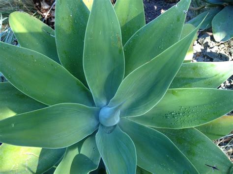 Large Succulents 2- Giant Succulent, Huge Succulent, Agave Attenuata , Bare Root | Huge ...