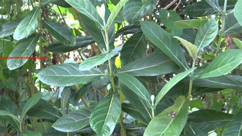 Calotropis Gigantea - White Madar - Crown Flower plant - YouTube